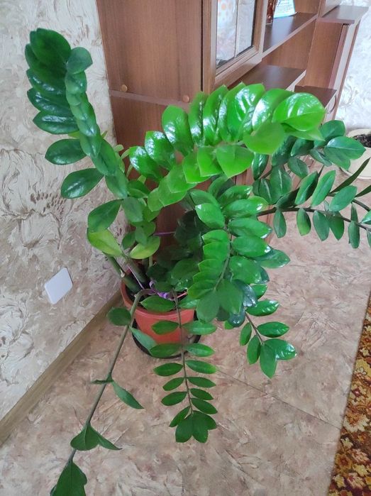 Продам долларовое дерево