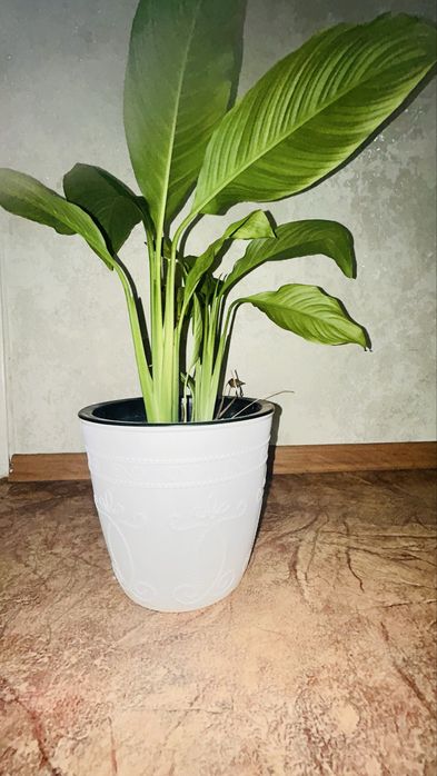 Продам комнатные цветы