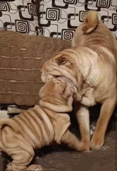 Щенки породистые Шарпей