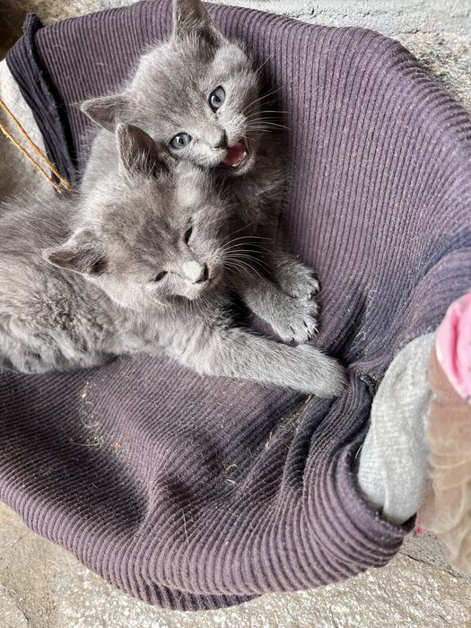 Тези сладки котенца си търсят дом