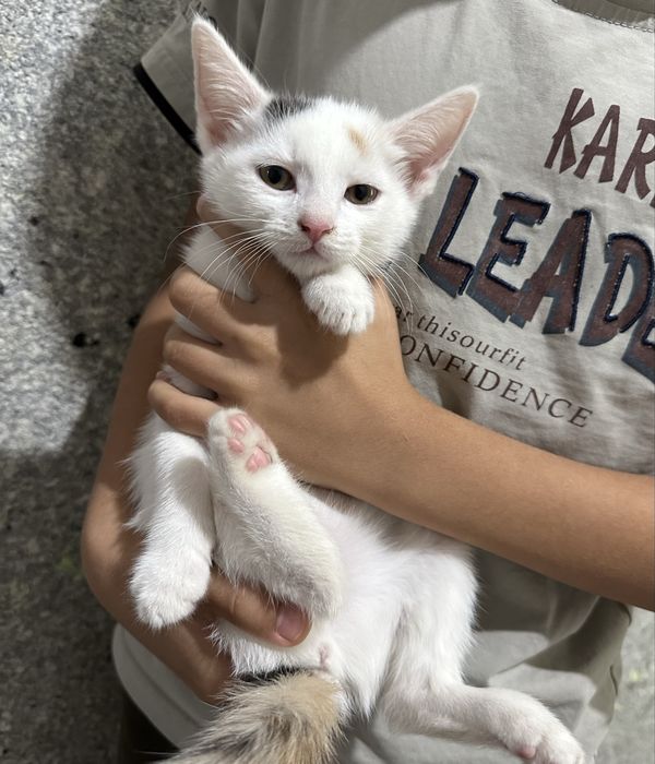 Котята в хорошие руки