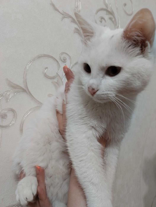 Стерилизованная 7 месячная кошка