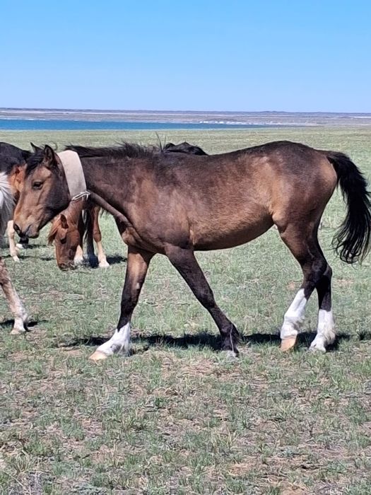 Продам лошадей...