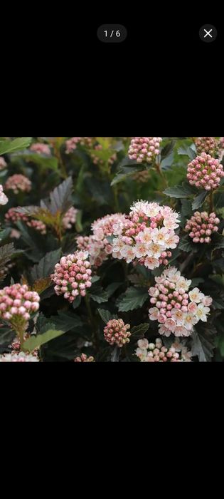 Продам декоративные кустарники