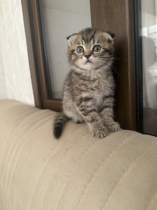 Скотч фолд шотланский