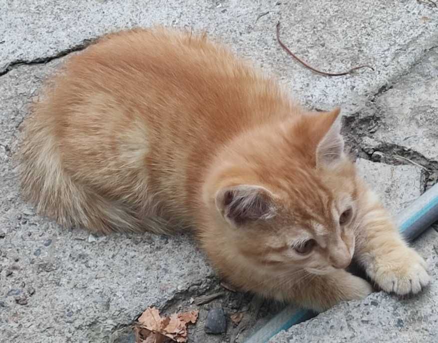 Отдам рыжего котёнка
