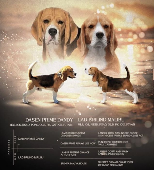 Щенок бигля, питомник, документы