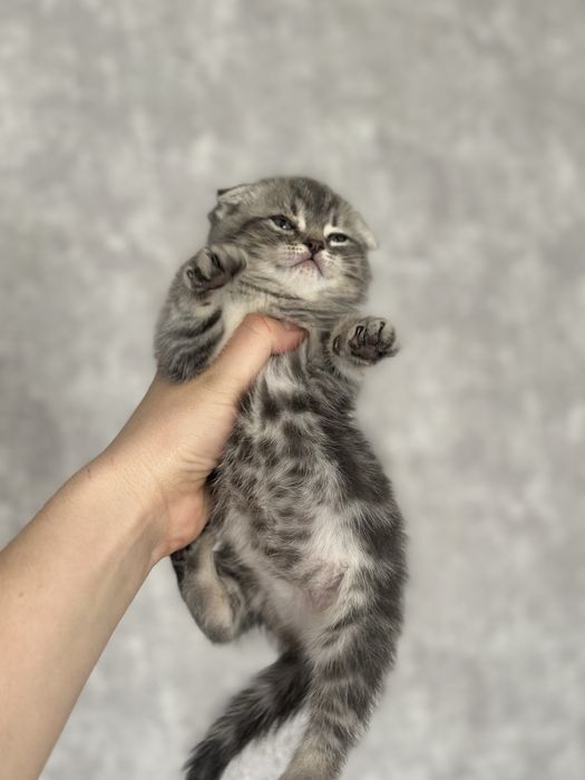 Кошечка вислоухая девочка 1,5 месяца