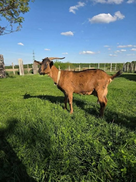 Capra alpina alpina franceza