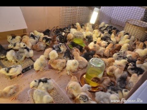 Продам цыплят 800 тг