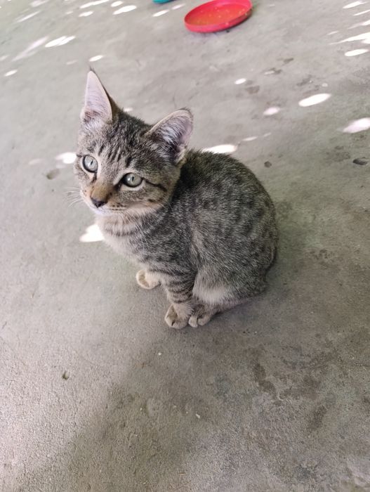 Кошечка охотница