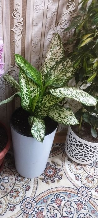 Диффинбахя гулари