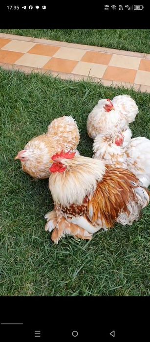 Кохен Флорис тухумлари сотилади