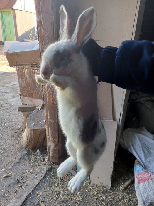 Молодой крол 9 мес