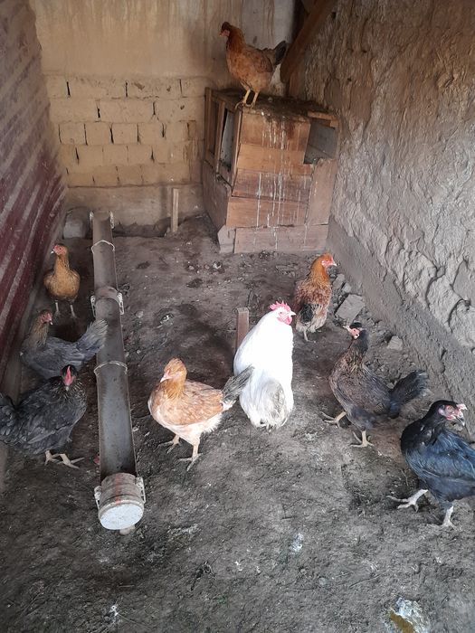 Товук хуроз сотилади