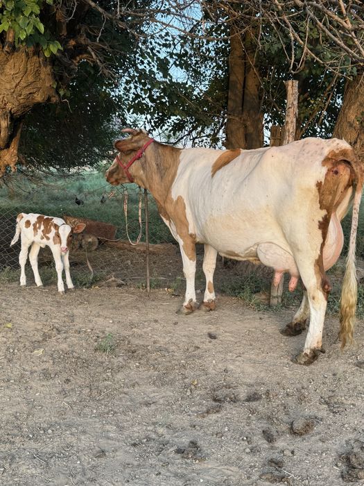 Симментал порода