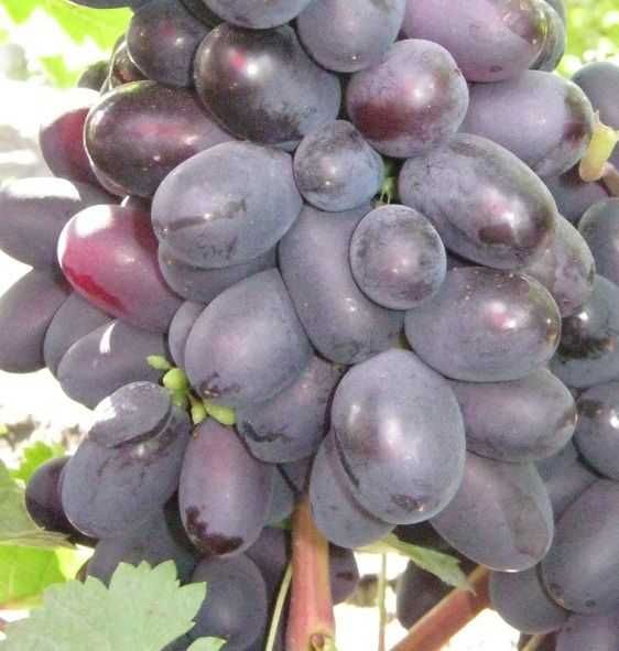 Продам саженцы винограда [10 сортов ]