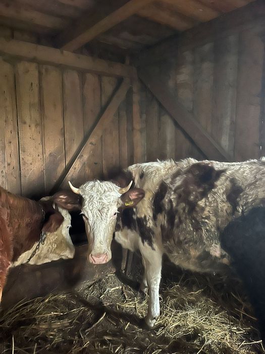 Vând junici si o vaca