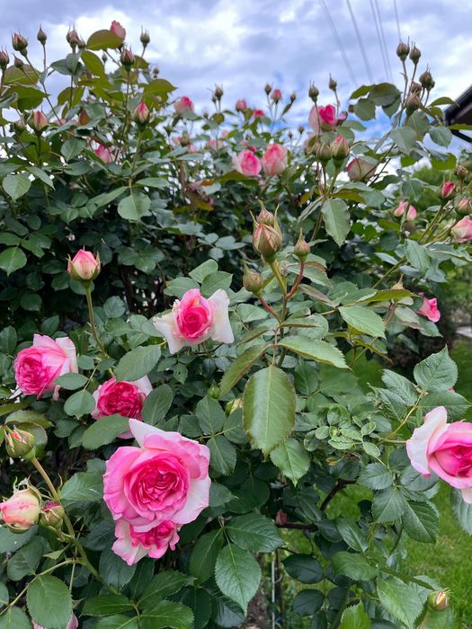 Trandafir urcator Eden Rose