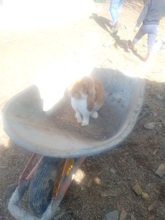 Vând 3 iepuri mai mult detalii la tel