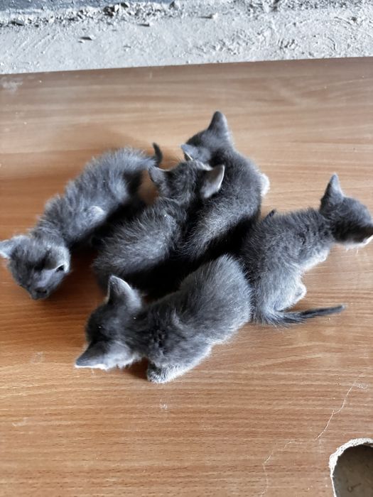 Отдам котят бесплатно
