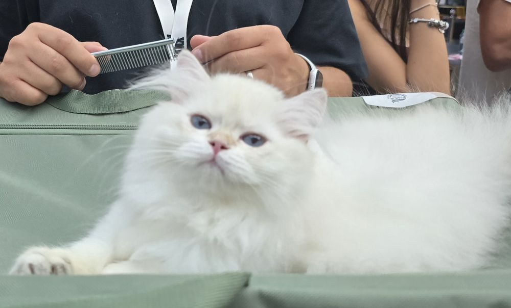 Pui pisică british longhair