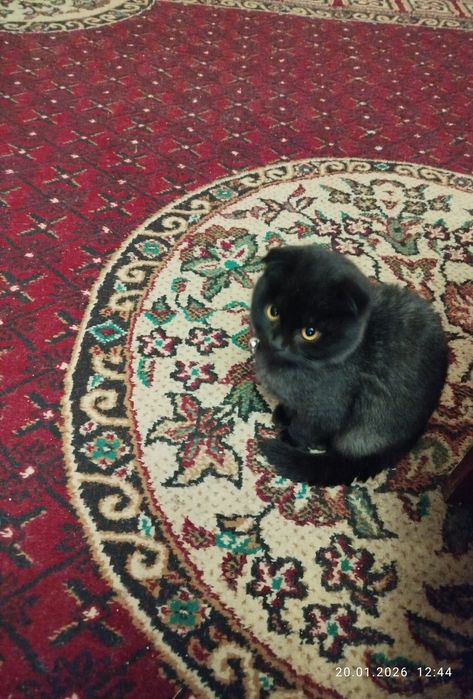 Продаю кошечку Шотландско-вислоухая в хорошие руки