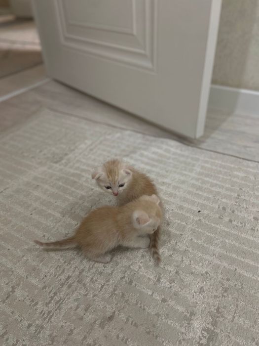 Шотландские кошки