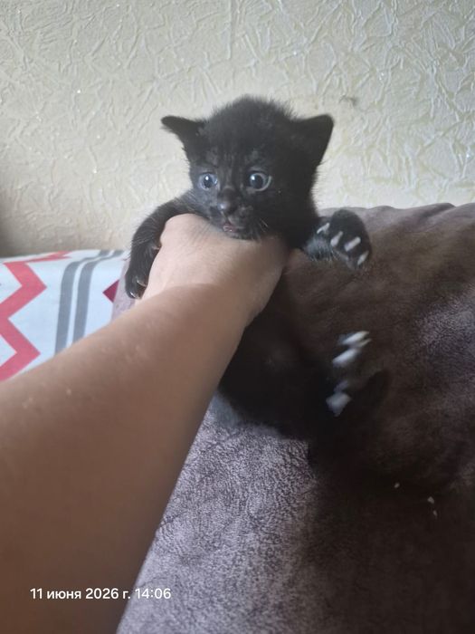 Отдам котят, котенок