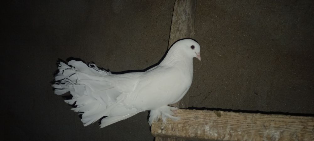 Белые голуби белые