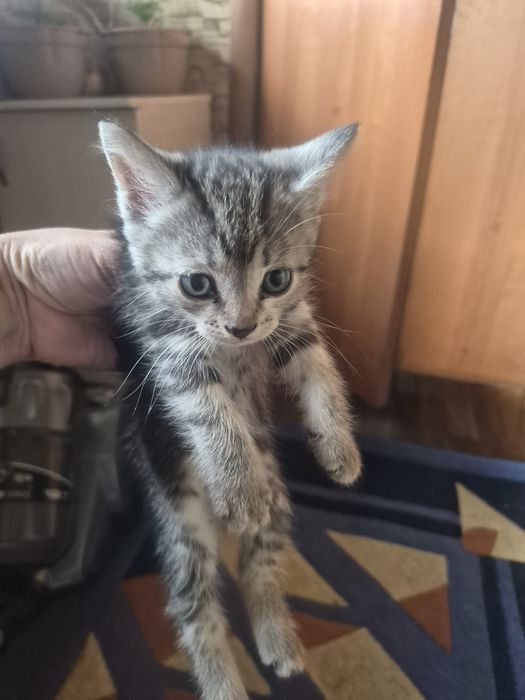 Отдам котят бесплатно