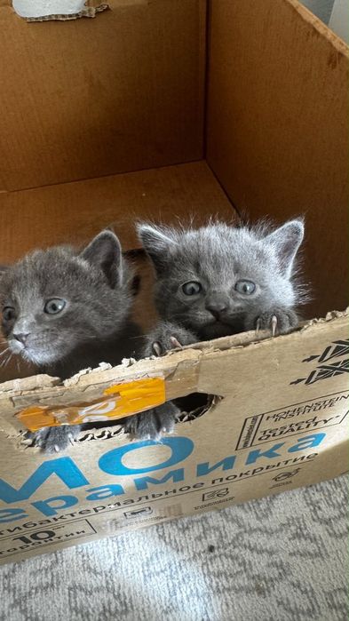 Продам породистых котят