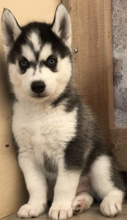 Щеночки хаски продам