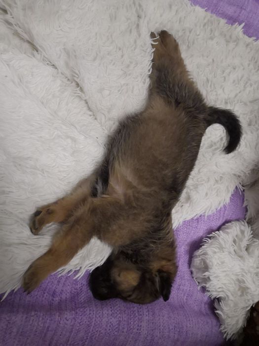 Щенок на пристройство