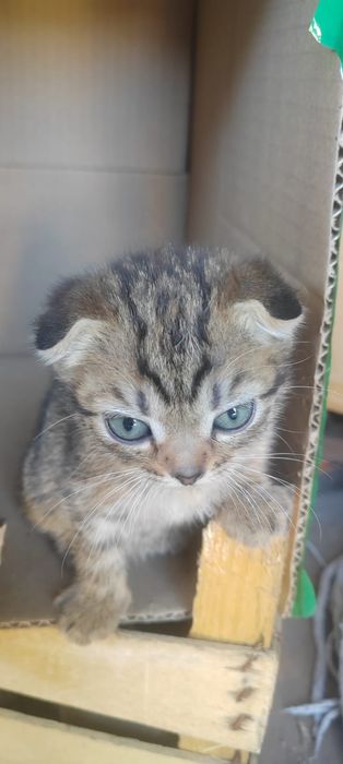 Отдам котят 2 мес