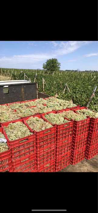 Vand struguri pentru vin