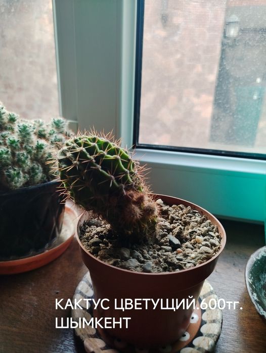 ЭХИНОПСИС Цветущий Кактусктустус