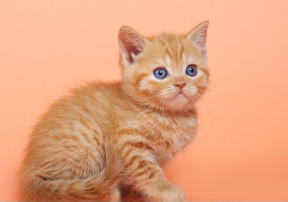 Котята британчики мальчики и девочки