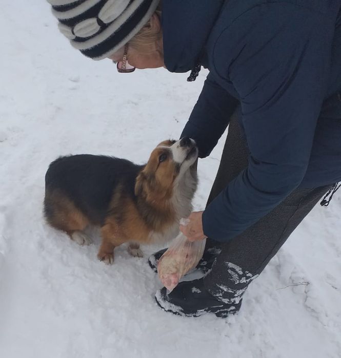 Отдам щенка. Мальчик.