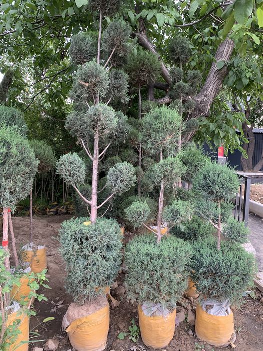 Bonsai speral va chupachups majjevelniklar