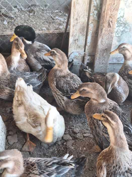 Башкирские утки продам