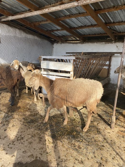 Продам арашан ярочку