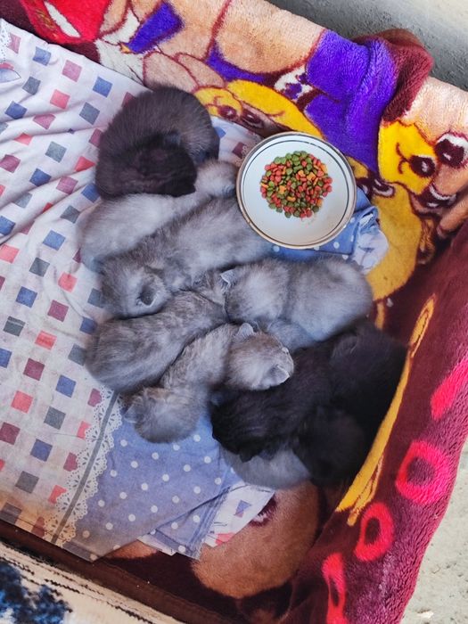 Мушук боллари Scottish Fold