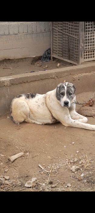 Alabay it yosh urg'ochi