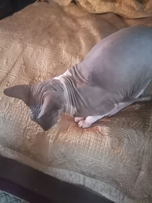 Дән кий сфинкс кот Обмен