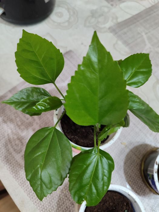 Комнатные растения