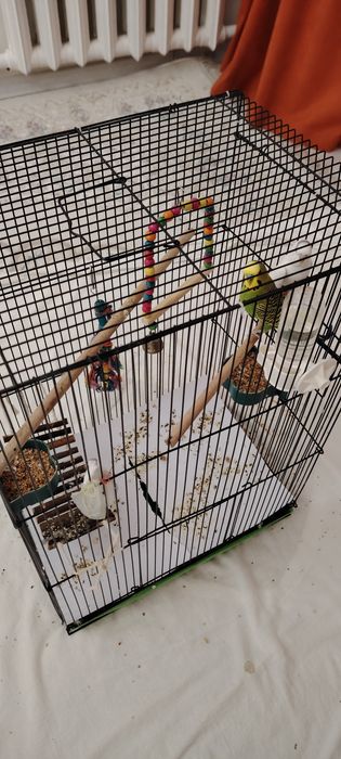 Попугай 2 шт, белый и зелёный