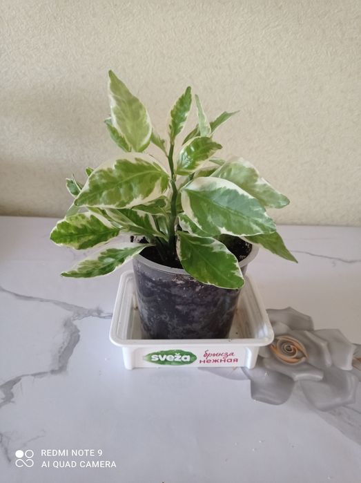 Хобби, украсили наш дом.