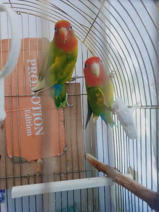 Попугайчики не разлучники