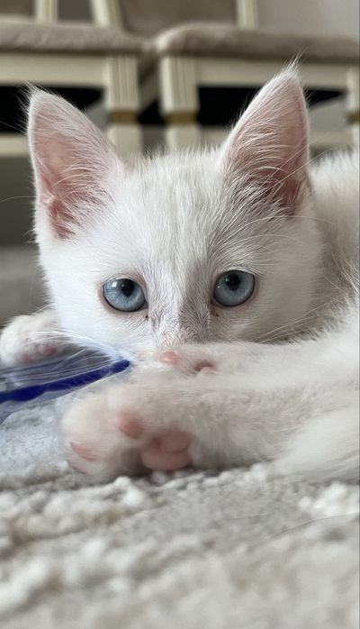 Котёнок, кошка Тараз